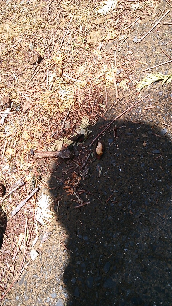 岡山吉備中央町ぶどうピオーネ