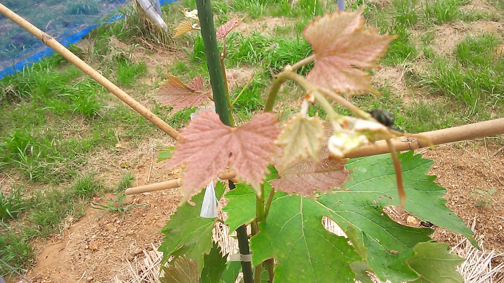 岡山吉備中央町ぶどうピオーネ