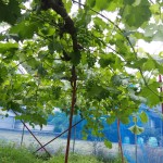 岡山吉備中央町ぶどうピオーネ