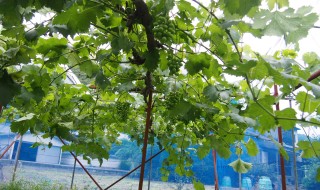 岡山吉備中央町ぶどうピオーネ