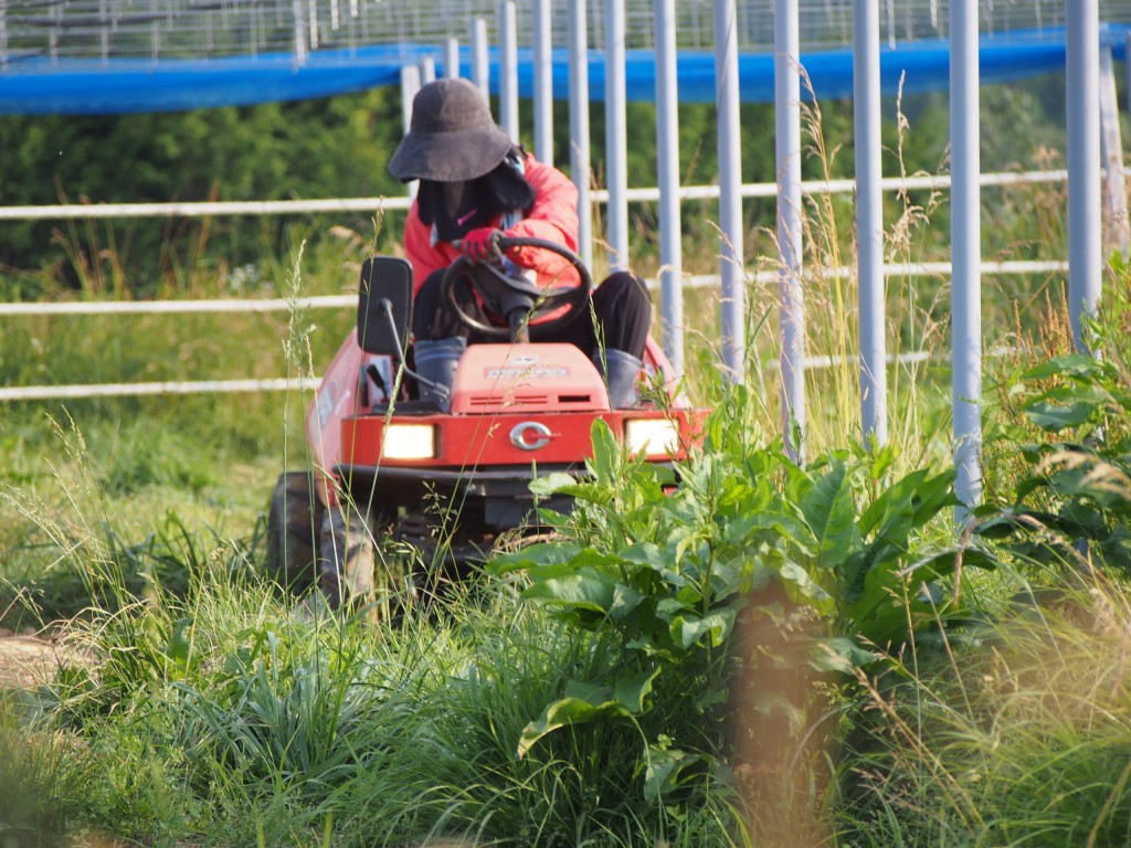 岡山吉備中央町ぶどうピオーネ