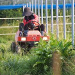 岡山吉備中央町ぶどうピオーネ