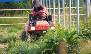 岡山吉備中央町ぶどうピオーネ