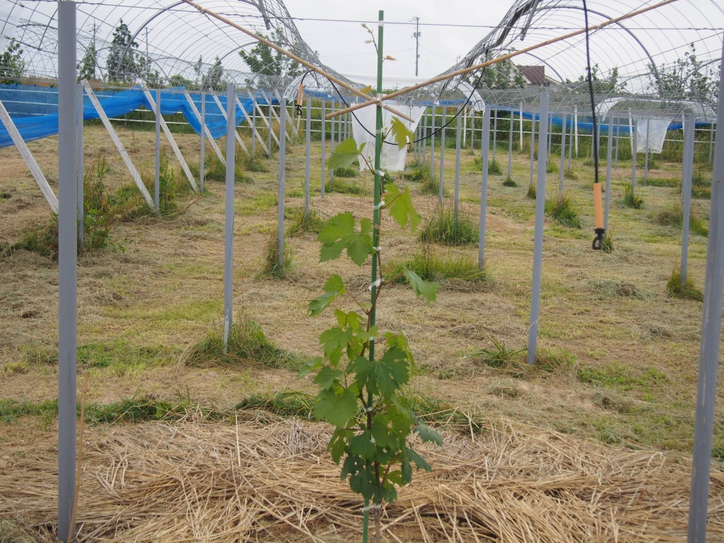岡山吉備中央町ぶどうピオーネ