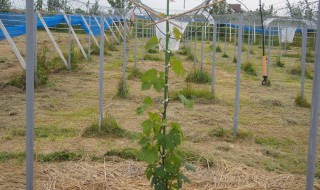 岡山吉備中央町ぶどうピオーネ