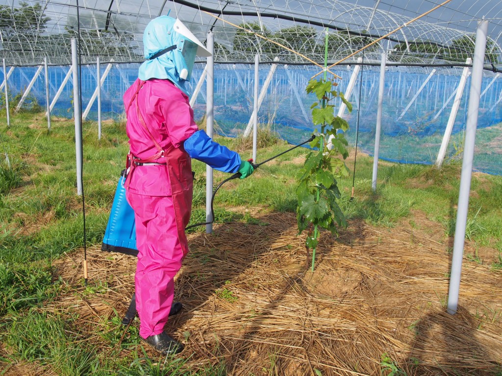 岡山吉備中央町ぶどうピオーネ