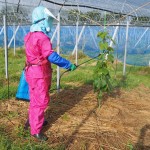 岡山吉備中央町ぶどうピオーネ