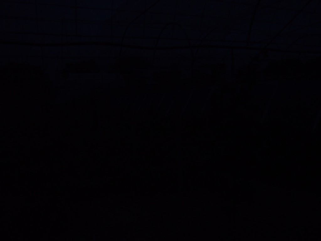 岡山吉備中央町ぶどうピオーネ