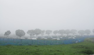 岡山吉備中央町ぶどうピオーネ