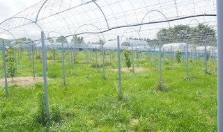 岡山吉備中央町ぶどうピオーネ