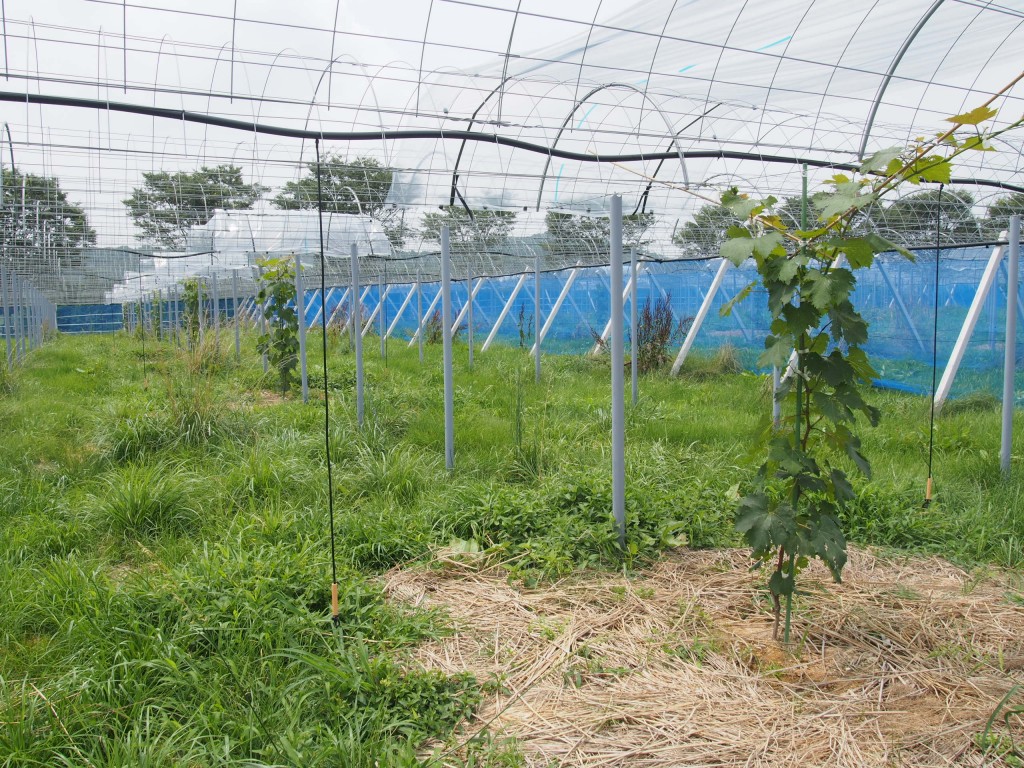 岡山吉備中央町ぶどうピオーネ