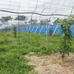 岡山吉備中央町ぶどうピオーネ