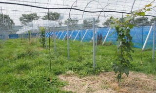 岡山吉備中央町ぶどうピオーネ