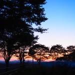 岡山吉備中央町ぶどうピオーネ