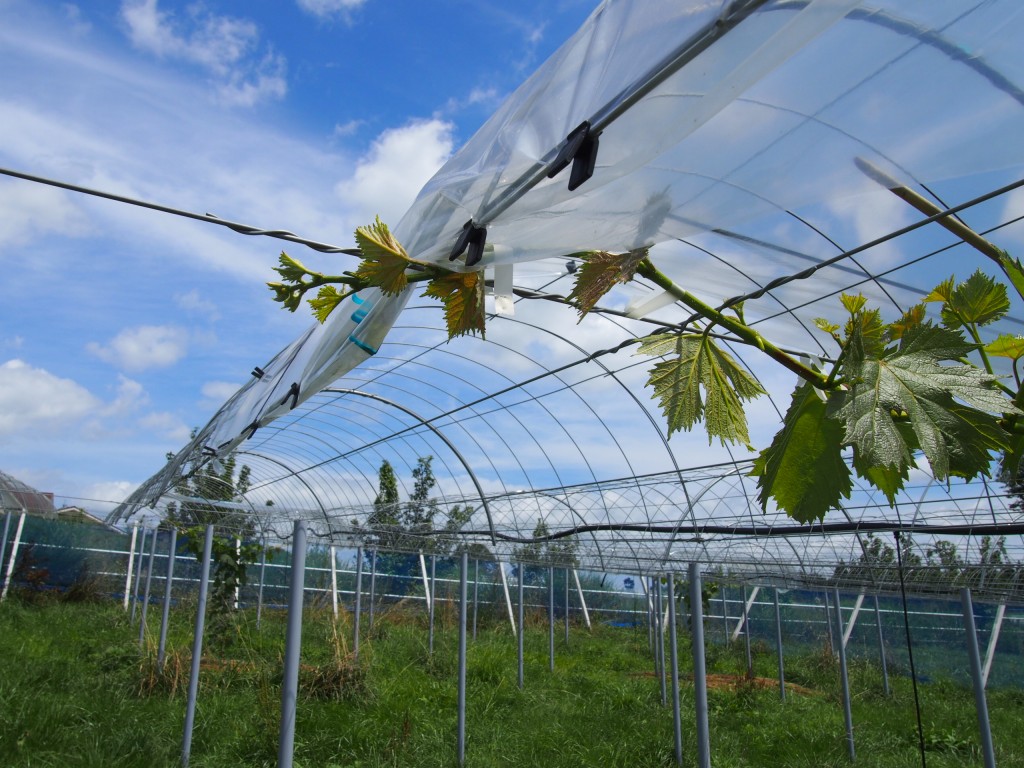 岡山吉備中央町ぶどうピオーネ