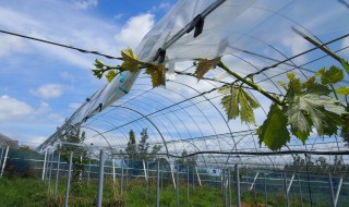 岡山吉備中央町ぶどうピオーネ
