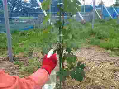 岡山吉備中央町ぶどうピオーネ