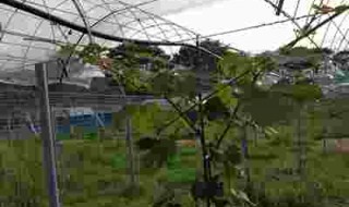 岡山吉備中央町ぶどうピオーネ