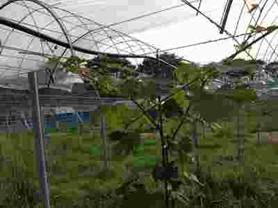 岡山吉備中央町ぶどうピオーネ