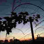 岡山吉備中央町ぶどうピオーネ