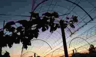 岡山吉備中央町ぶどうピオーネ