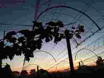 岡山吉備中央町ぶどうピオーネ