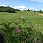 岡山吉備中央町ぶどうピオーネ