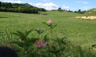 岡山吉備中央町ぶどうピオーネ