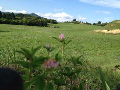 岡山吉備中央町ぶどうピオーネ
