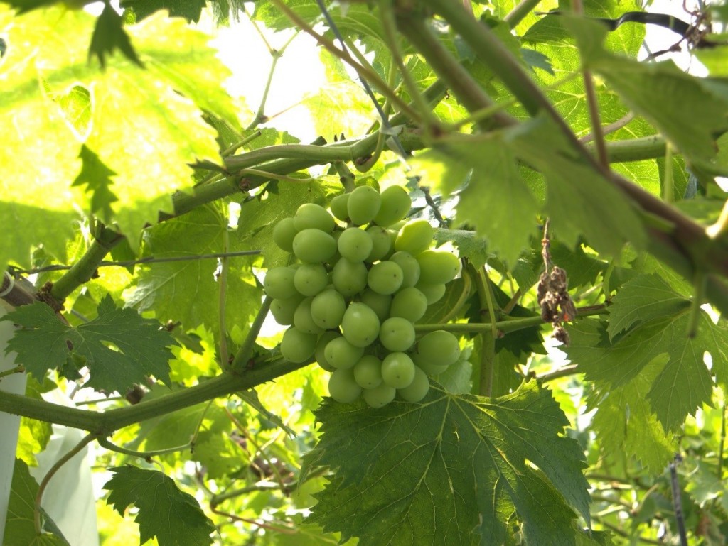 岡山吉備中央町ぶどうピオーネ