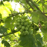 岡山吉備中央町ぶどうピオーネ