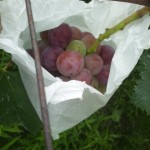 岡山吉備中央町ぶどうピオーネ