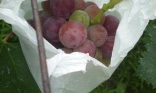 岡山吉備中央町ぶどうピオーネ