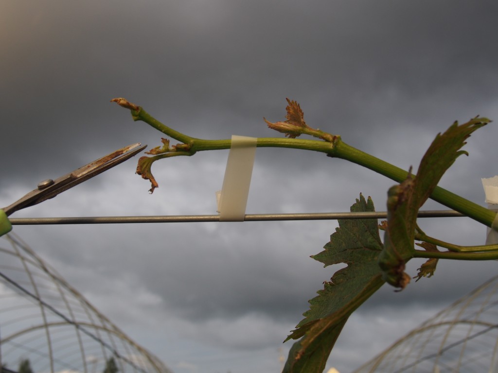 岡山吉備中央町ぶどうピオーネ