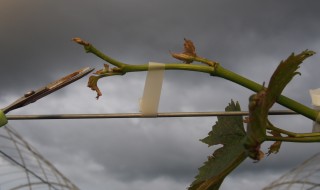 岡山吉備中央町ぶどうピオーネ