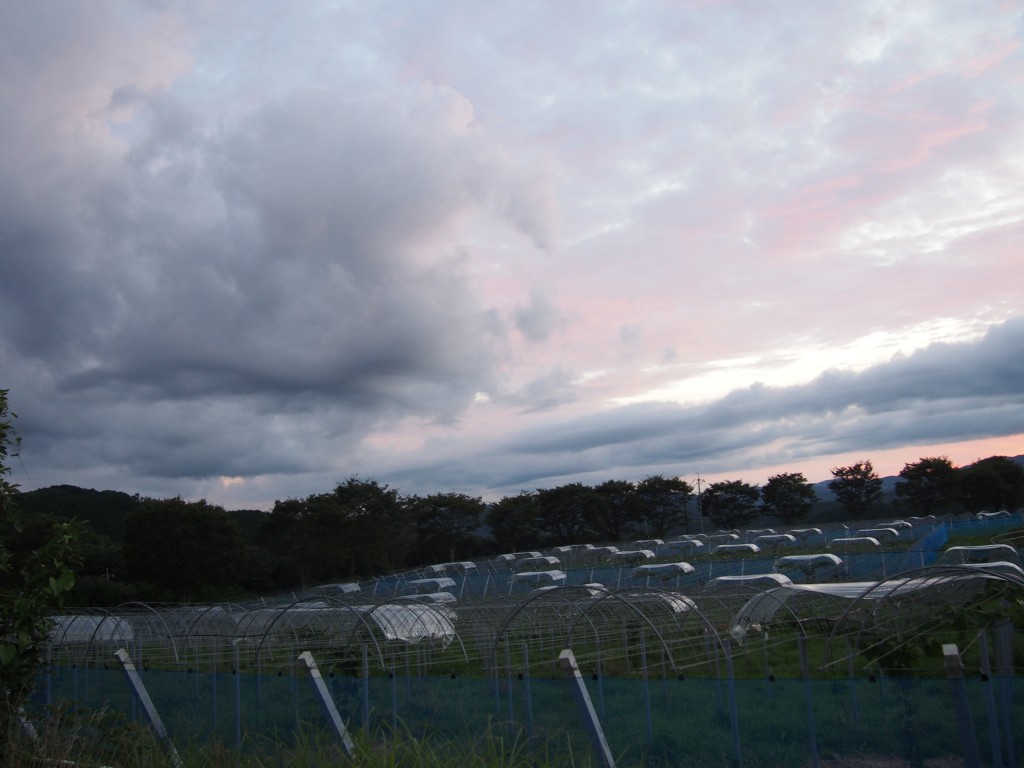 岡山吉備中央町ぶどうピオーネ