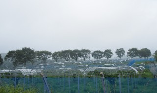 岡山吉備中央町ぶどうピオーネ