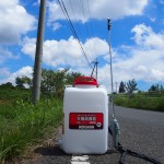 岡山吉備中央町ぶどうピオーネ