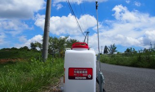 岡山吉備中央町ぶどうピオーネ