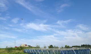 岡山吉備中央町ぶどうピオーネ