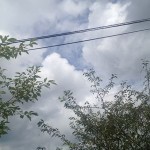 岡山吉備中央町ぶどうピオーネ