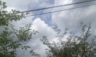 岡山吉備中央町ぶどうピオーネ