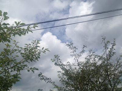 岡山吉備中央町ぶどうピオーネ