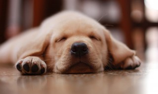 岡山吉備中央町ぶどうピオーネ