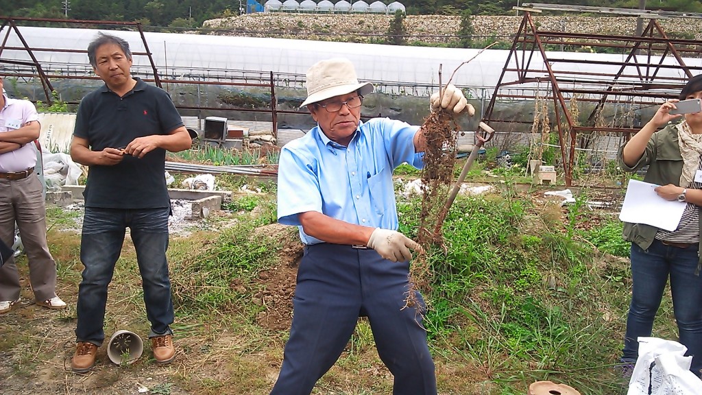 岡山吉備中央町ぶどうピオーネ