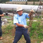 岡山吉備中央町ぶどうピオーネ