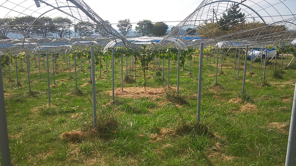 岡山吉備中央町ぶどうピオーネ