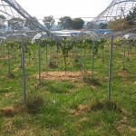 岡山吉備中央町ぶどうピオーネ