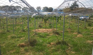 岡山吉備中央町ぶどうピオーネ