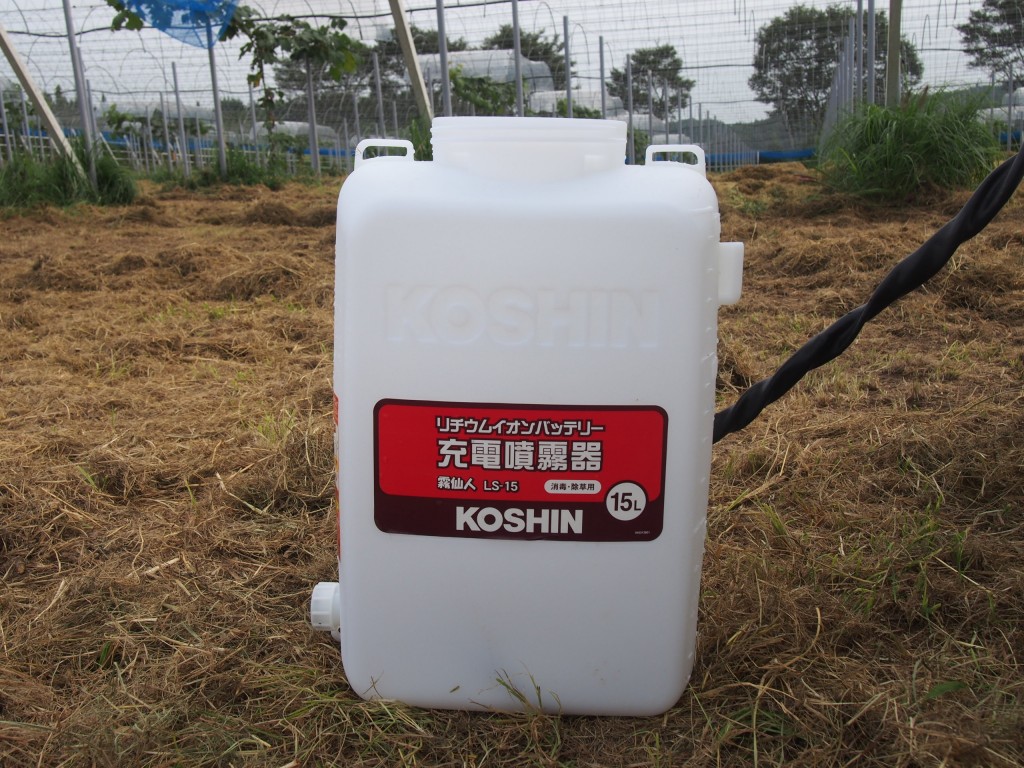 岡山吉備中央町ぶどうピオーネ